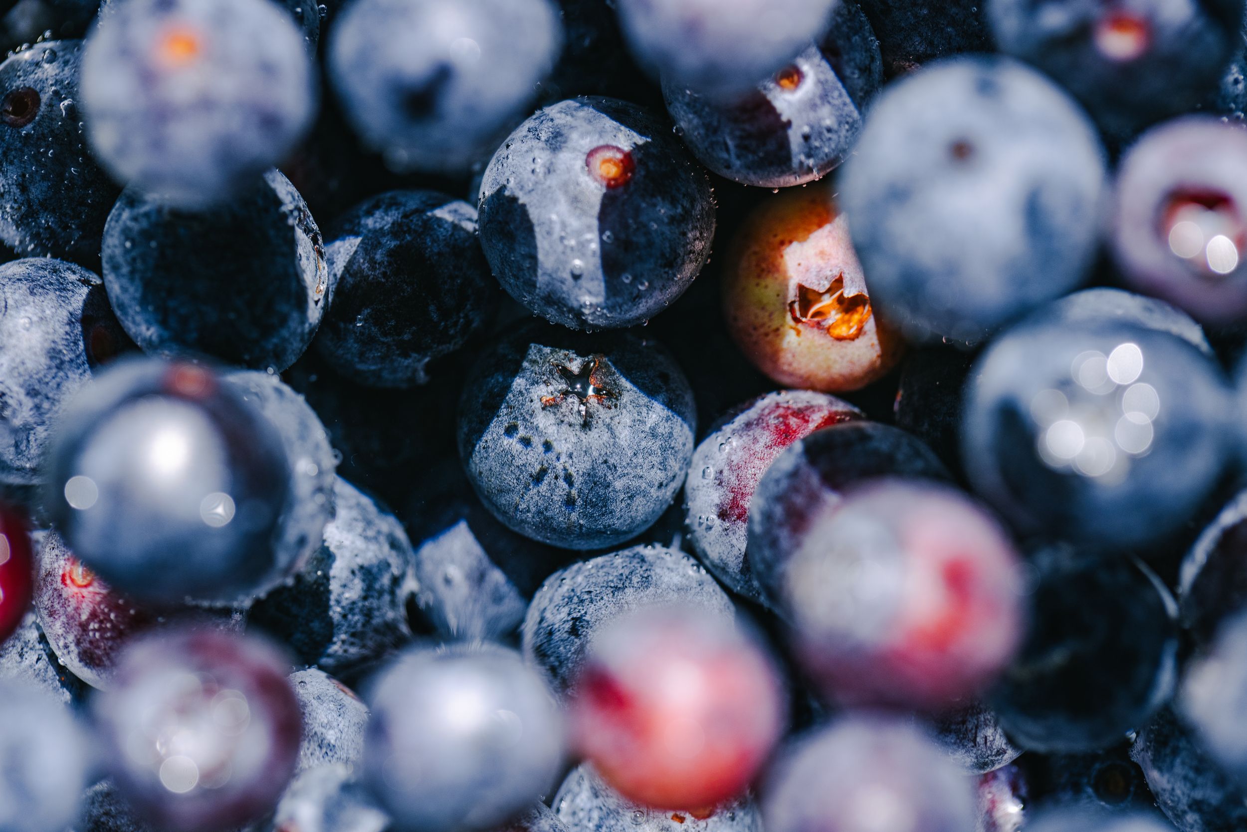 close-up of ripe blueberries showing natural color and texture