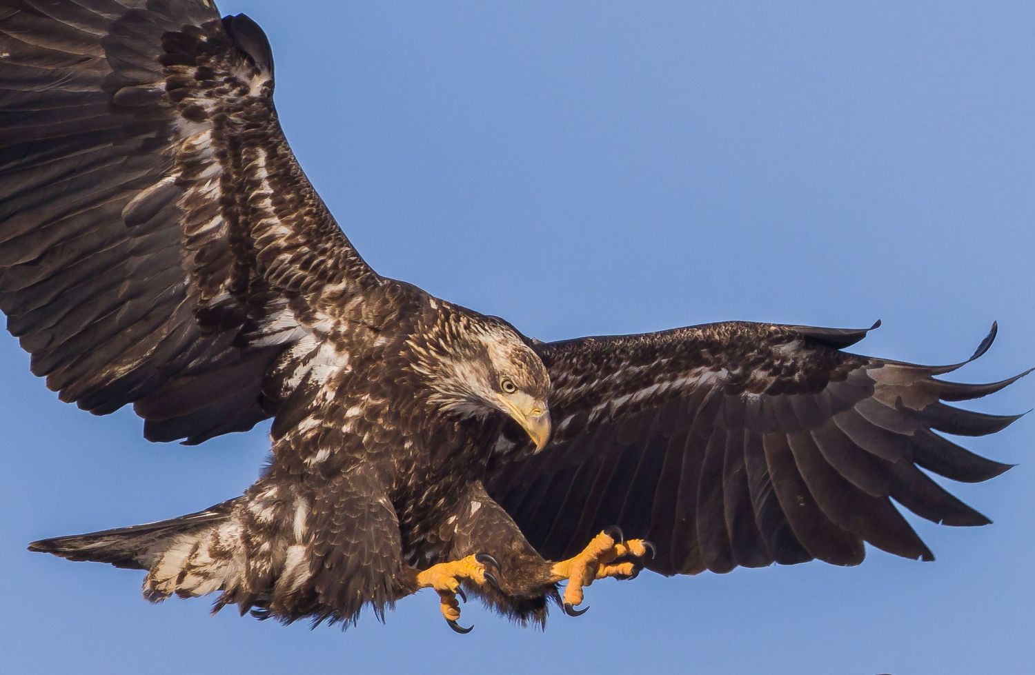 Bald Eagle