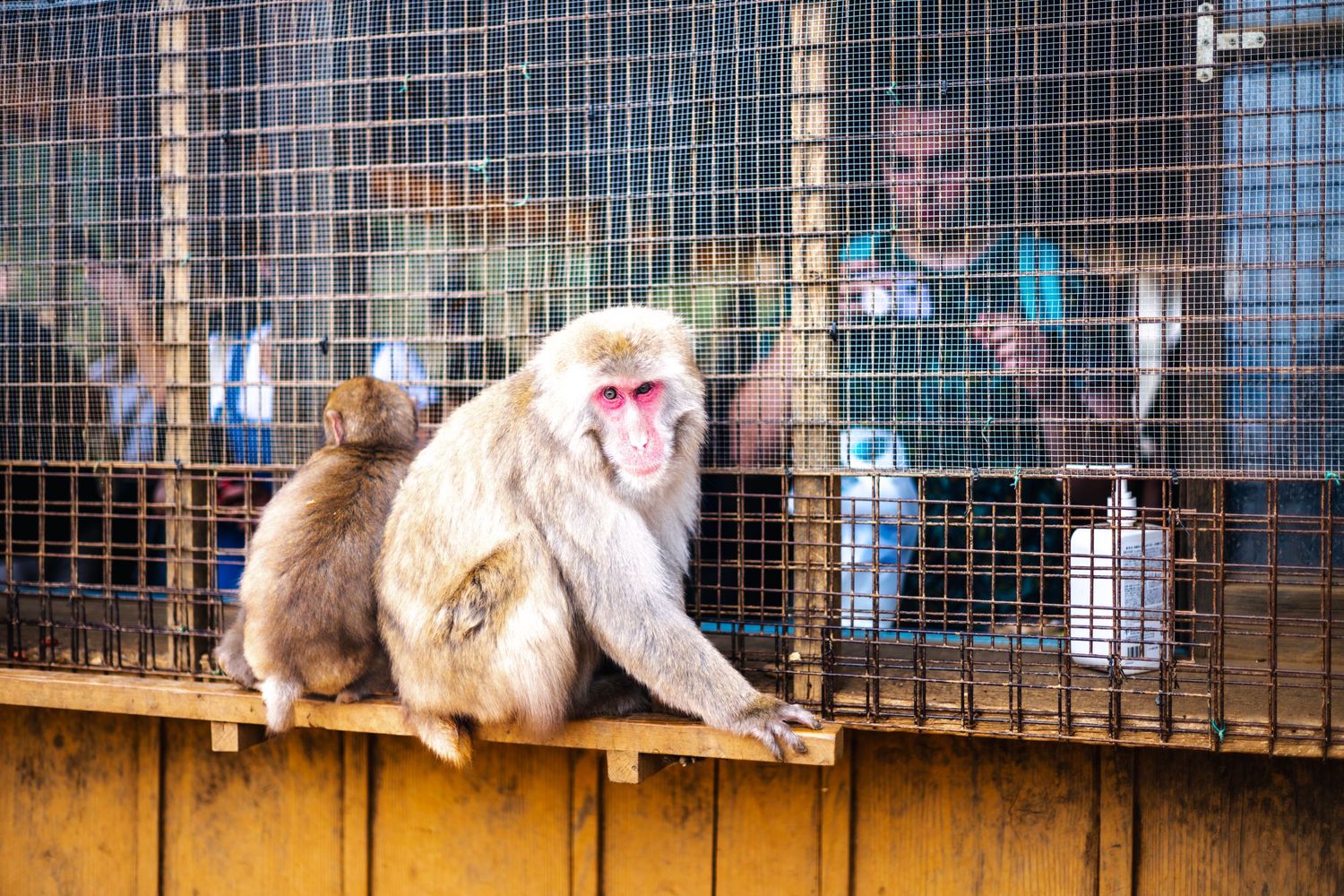 Japanese snow monkey sits with baby on ledge near enclosure with cage bars and bottles in background.
