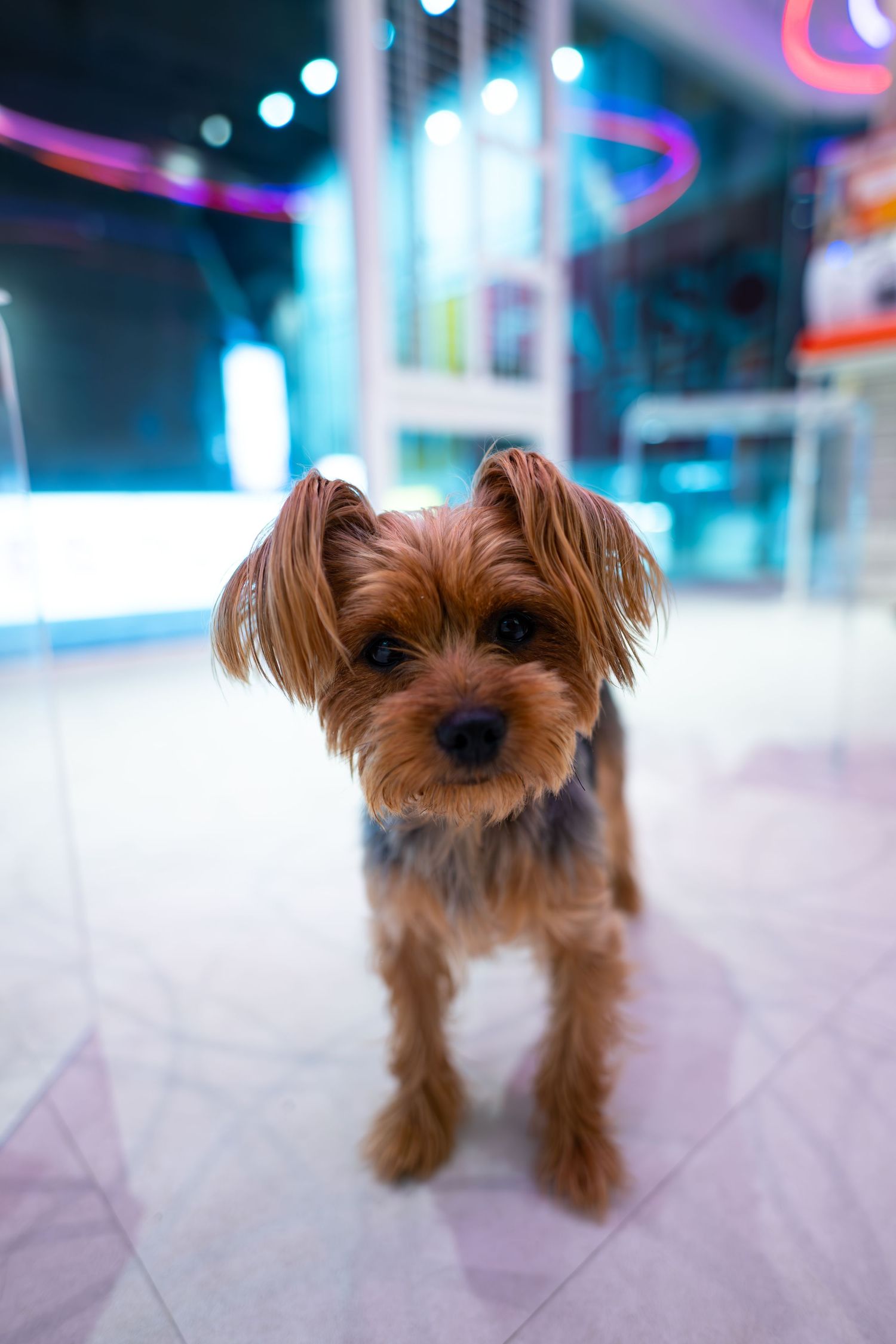 A small Yorkshire Terrier puppy stands on a reflective floor with colorful neon lights in the background.