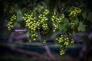 Clusters of green grapes ripening on the vine in soft natural lighting with shallow depth of field.