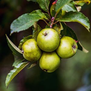 Green organic apples growing on a tree branch with leaves in natural lighting.