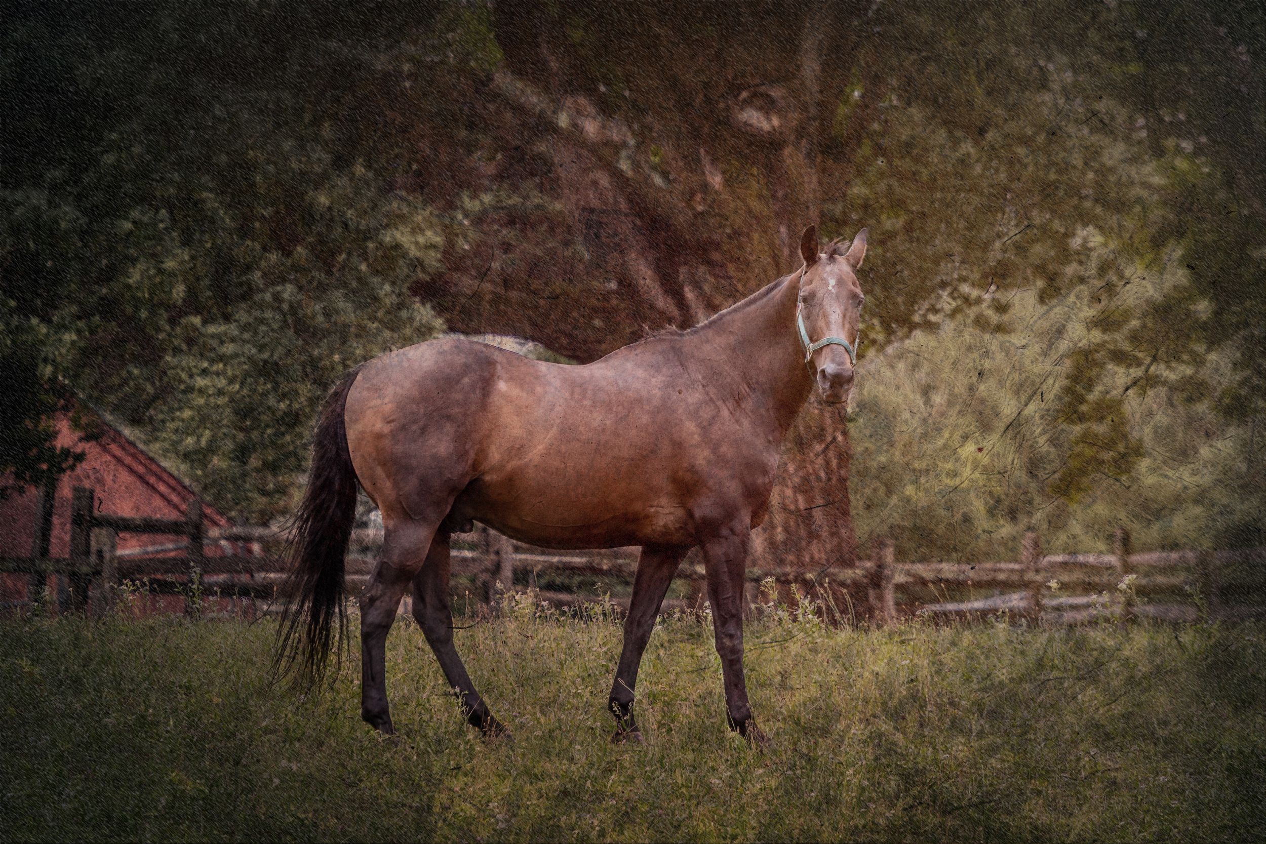 A brown horse stands in a misty pasture with wooden fencing and trees in the background at dusk.