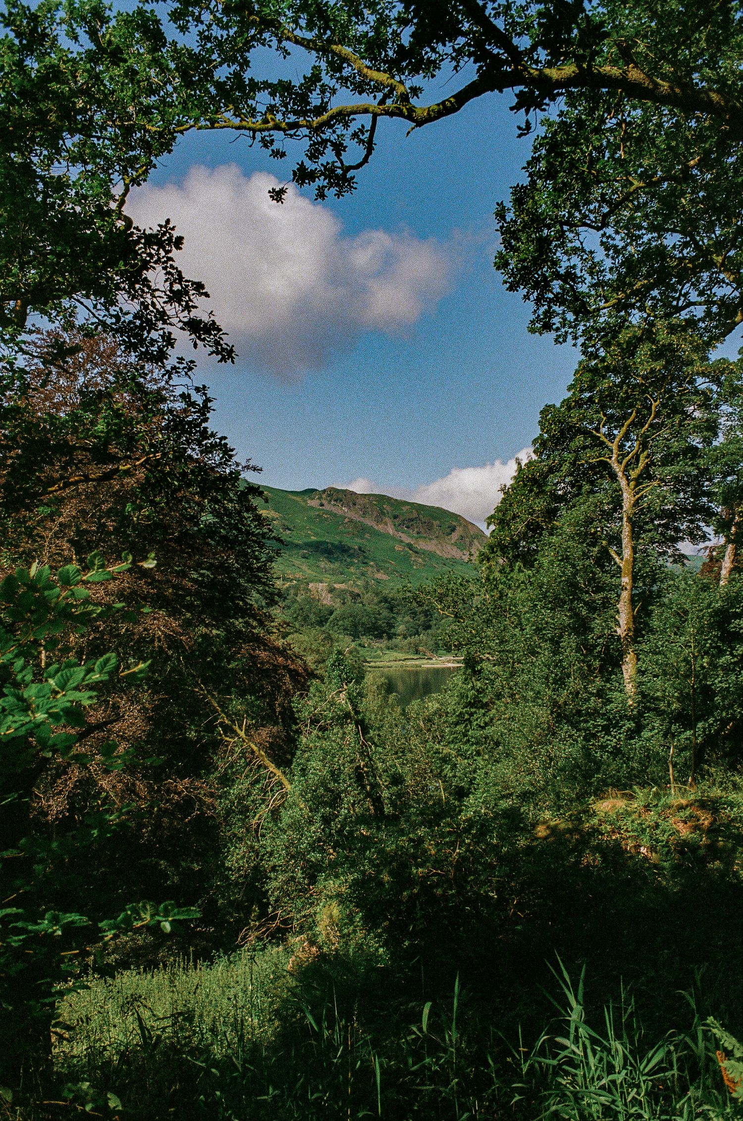 Mountain vista framed by tree branches against bright blue sky with white clouds.