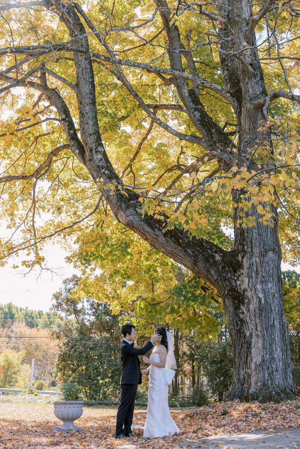 A couple shares a romantic moment under a large branching tree with golden fall foliage.