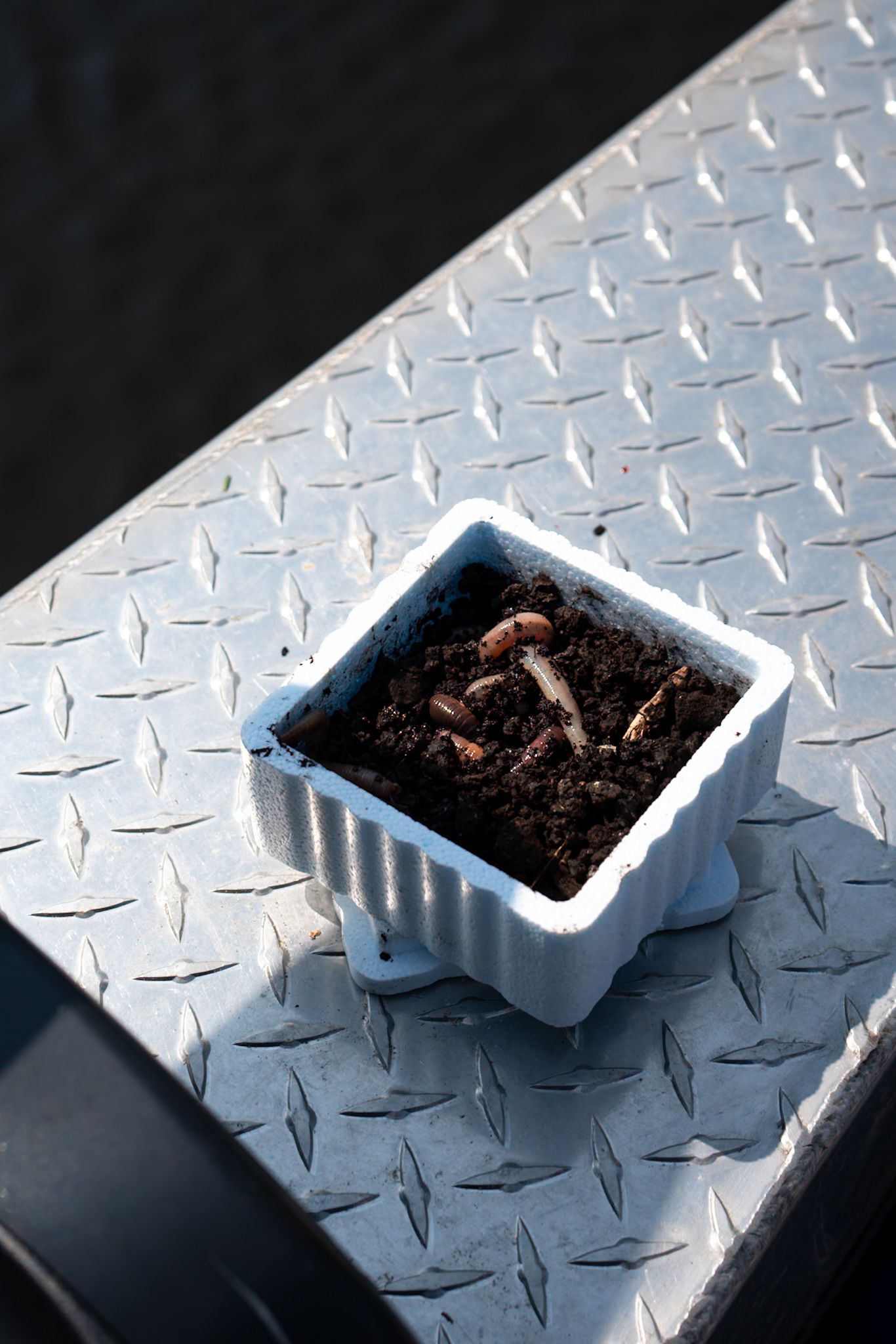 Small white ceramic dish filled with soil on diamond plate metal surface.