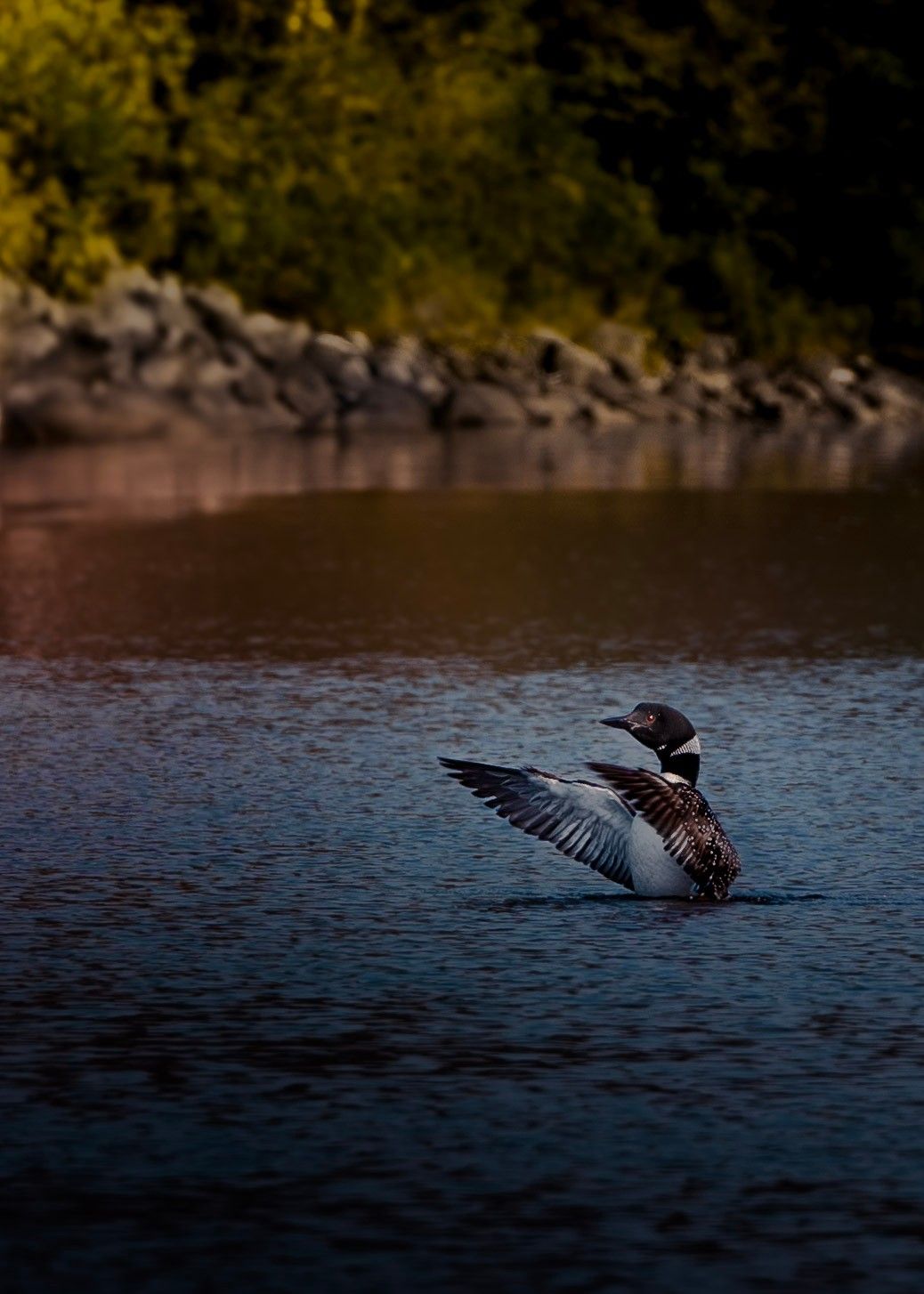 A loon spreads its wings while swimming in dark waters near a rocky shoreline.