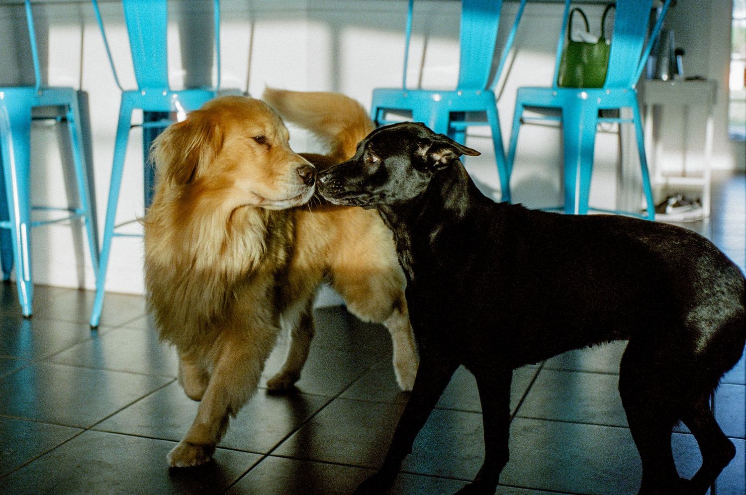Two dogs playfully interacting together on a tiled floor with turquoise chairs in the background.