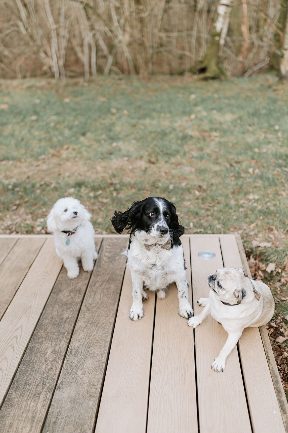 Three dogs of different breeds sit together on a wooden deck in a backyard setting.