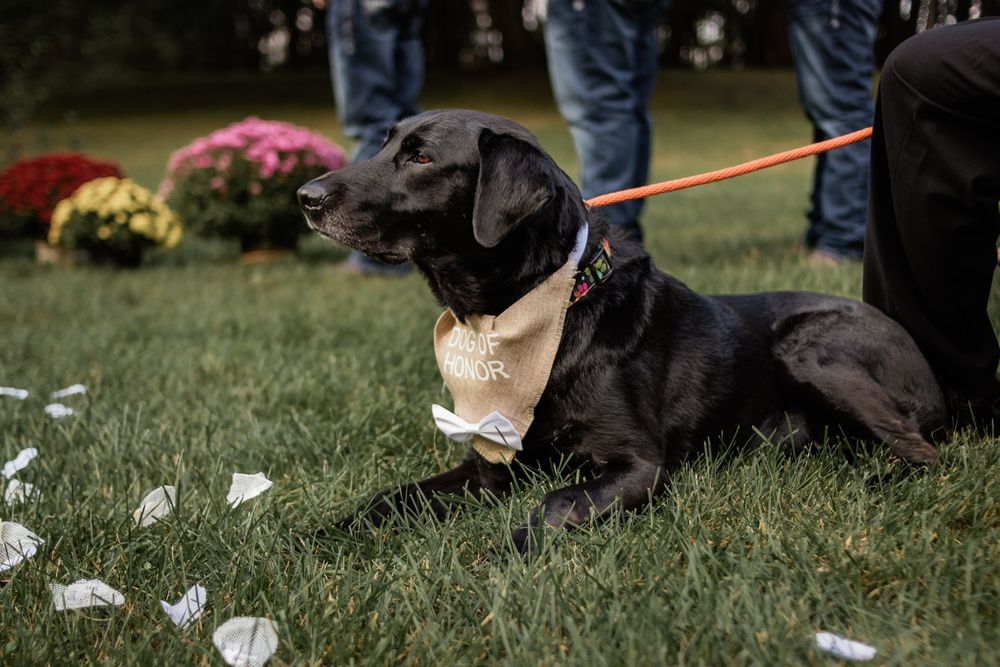 Black Labrador wearing formal attire rests on grass during outdoor event.