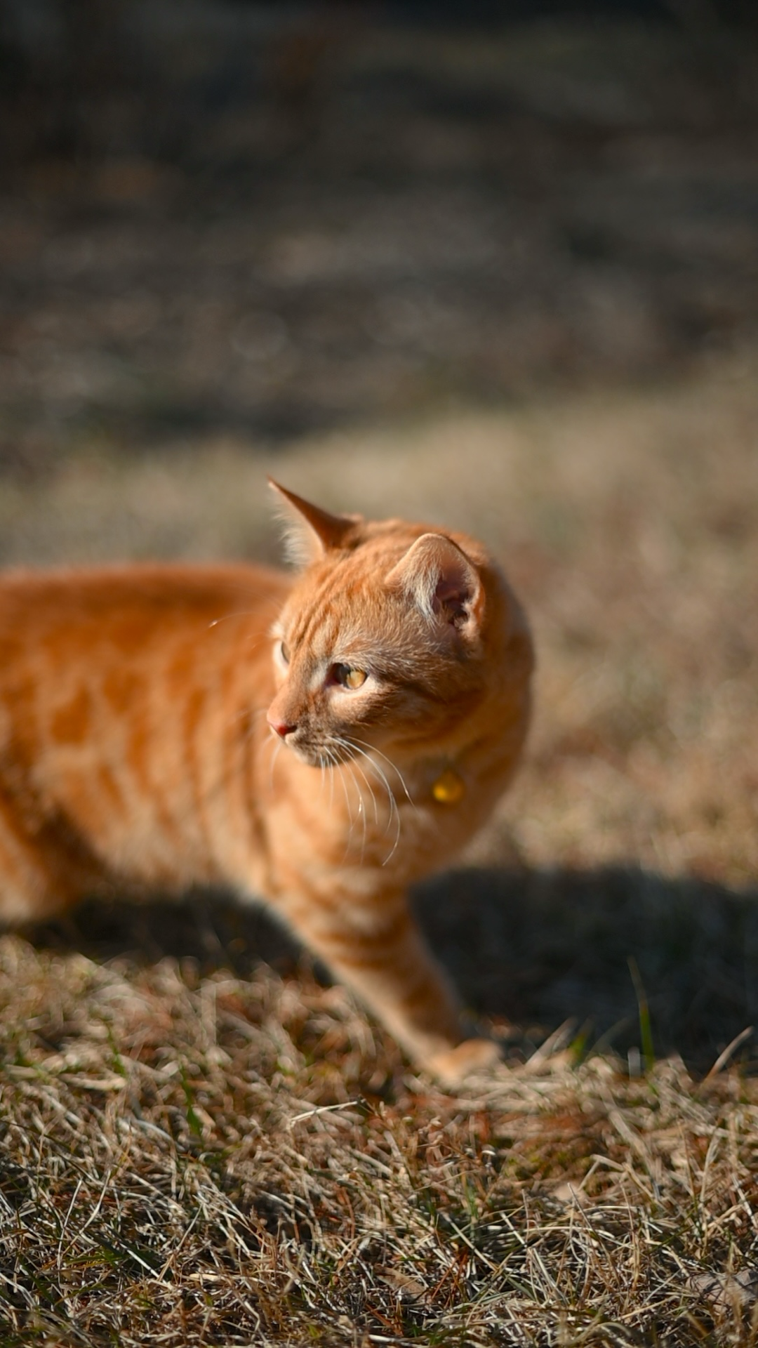 an orange tabby cat