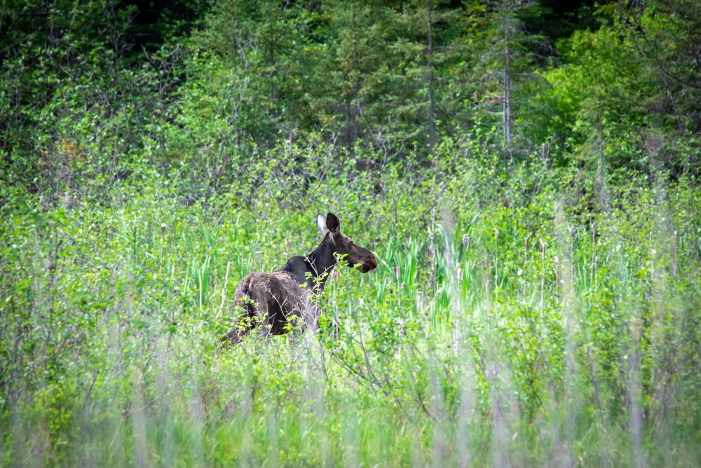 NB#14 - Moose Marsh. Algonquin Park, CA.
