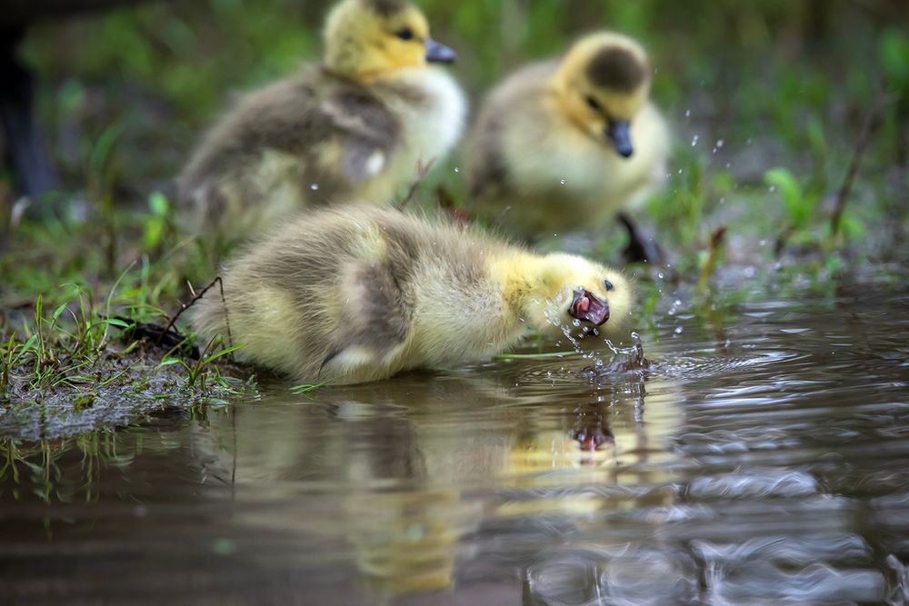 ND#11 - One Thirsty Gosling. Ottawa, CA.