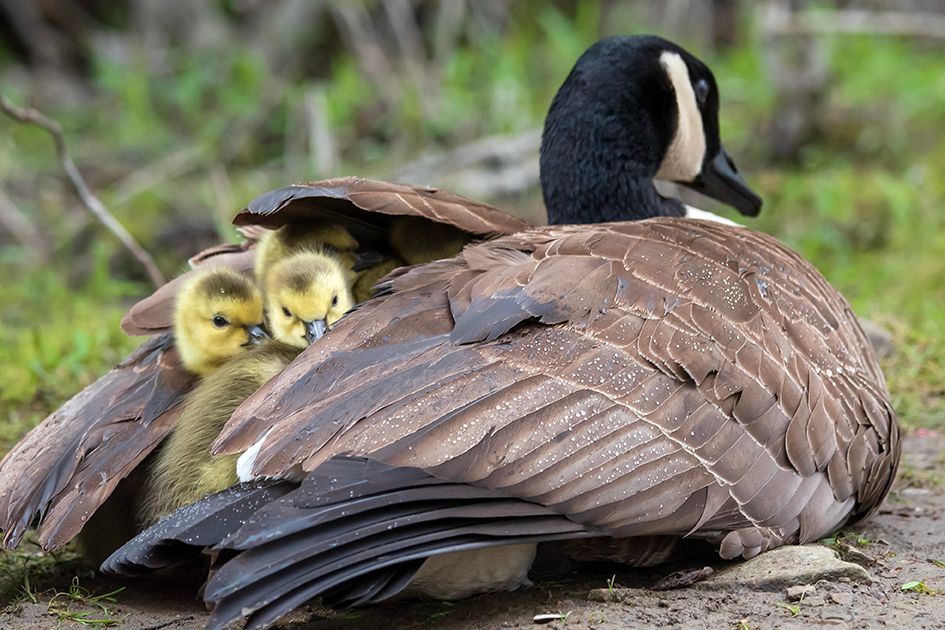 NB#12 - Peekaboo Goslings. Ottawa, CA.