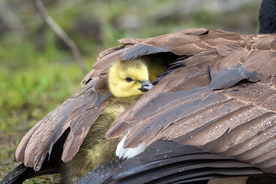 NB#11 - Peekaboo Gosling. Ottawa, CA.