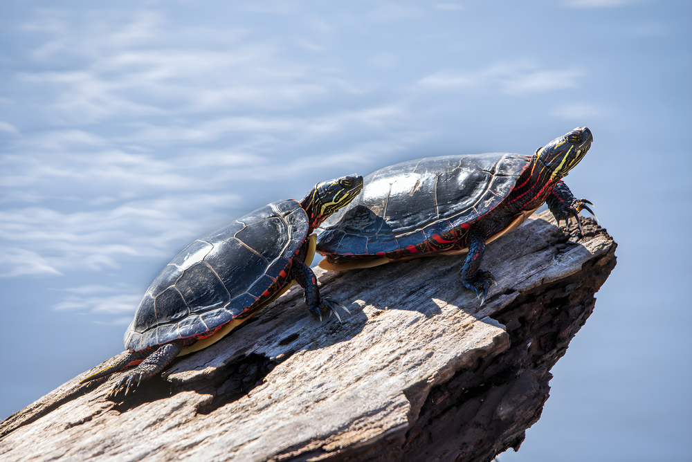 #NB9 - Sunbathing Painted Turtles. Ottawa, CA.