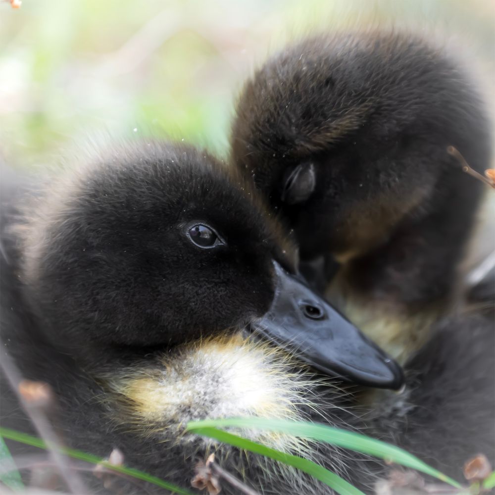 #NB7 - Sleepy Ducklings 1. Ottawa, CA.
