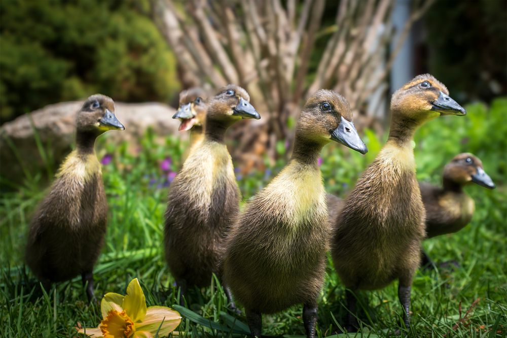 #NB6 - Curious Ducklings 2. Ottawa. CA.