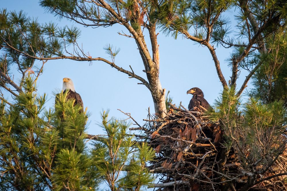 NB#13 - Bald Eagle Nest. Almonte, CA.