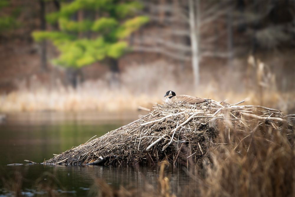 NB#20 - Nesting Canada Goose. Westport, CA.