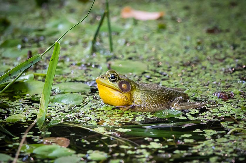 #NB10 - The Frog Singeth. Ottawa, CA.