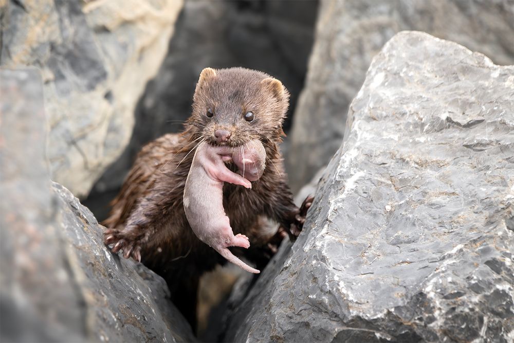 #NB1 - Mama Mink to the Rescue 1. Ottawa, CA.