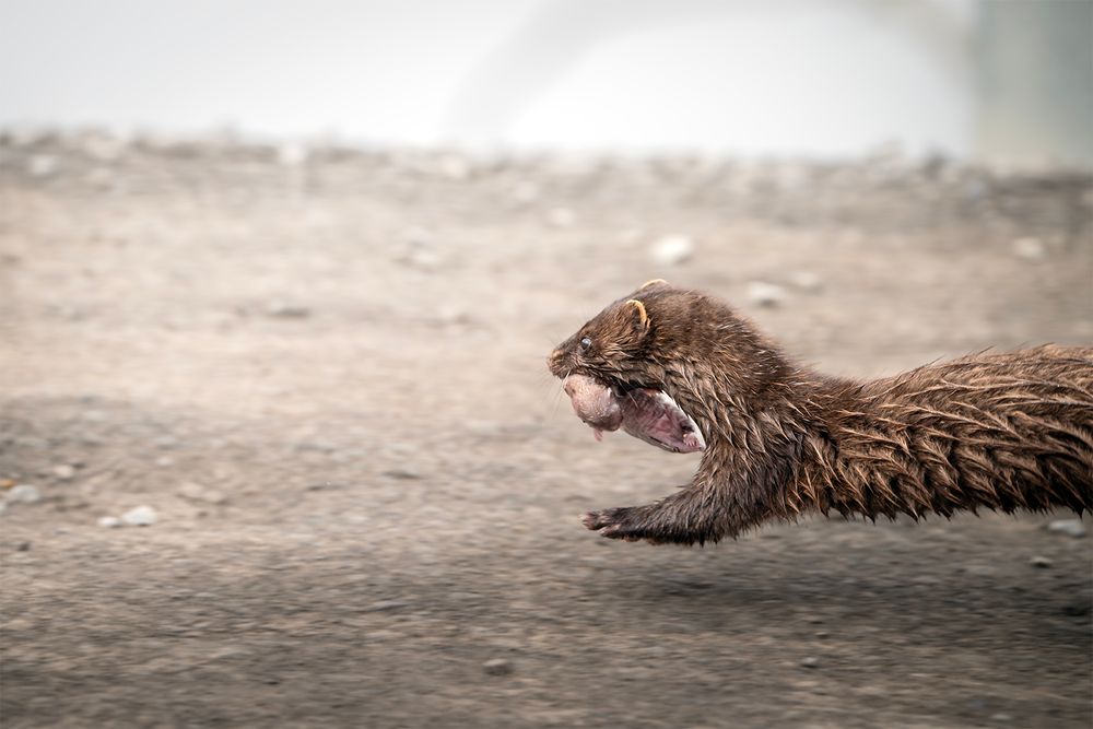 #NB2 - Mama Mink to the Rescue 2. Ottawa, CA.