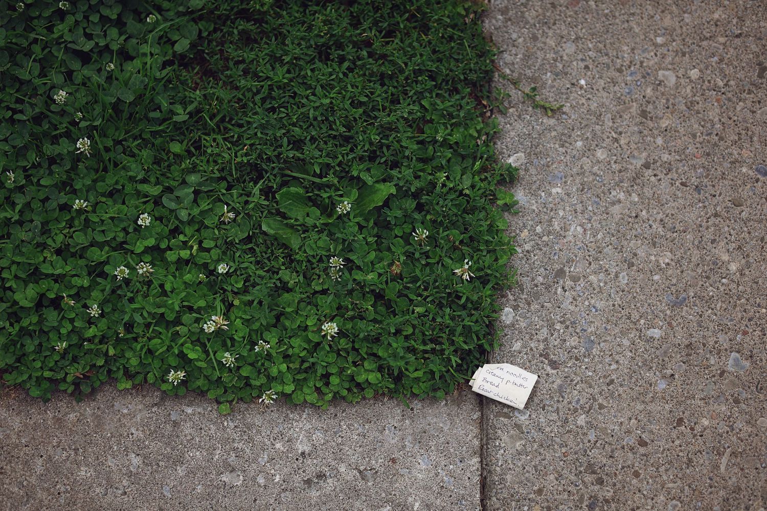 A small security camera mounted on ground level overlooks a concrete path bordering lush green foliage.