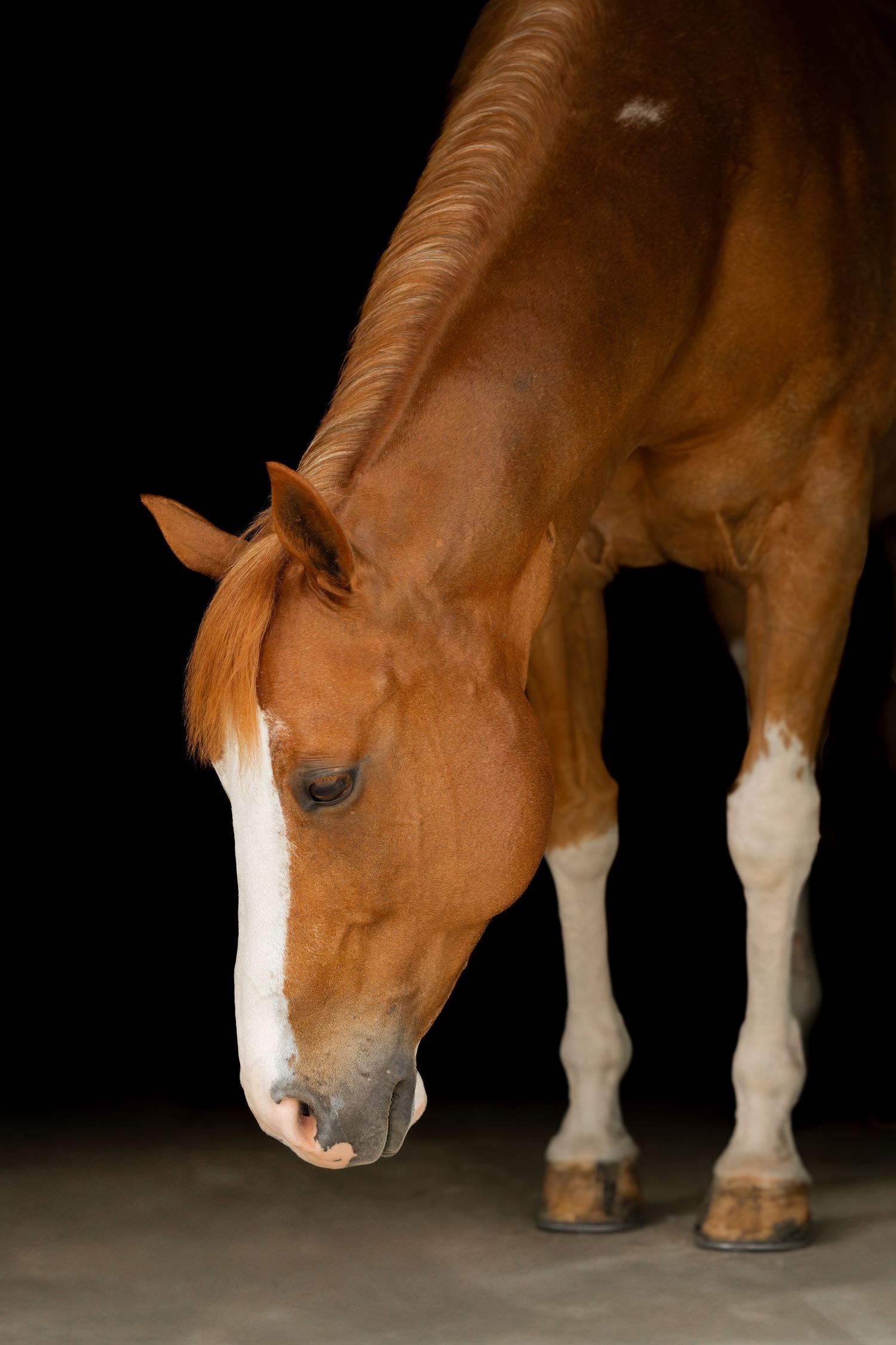 Close-up portrait of a chestnut horse with white markings against a black background.