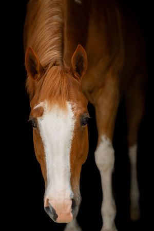 Close-up portrait of a chestnut horse with white facial markings against dark background.