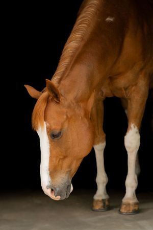 A chestnut horse with white markings looks down against a black background.