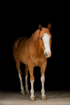 A chestnut horse with white markings stands alert against a black backdrop.