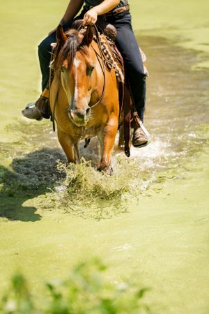 A chestnut horse splashes through green water while being ridden.