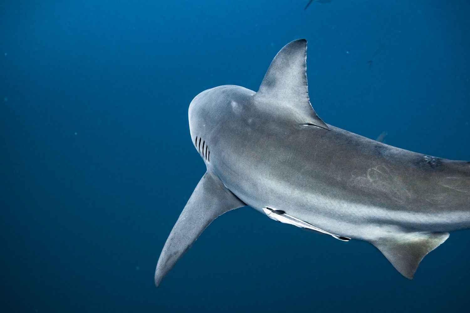 lemon shark of Jupiter in the Stars