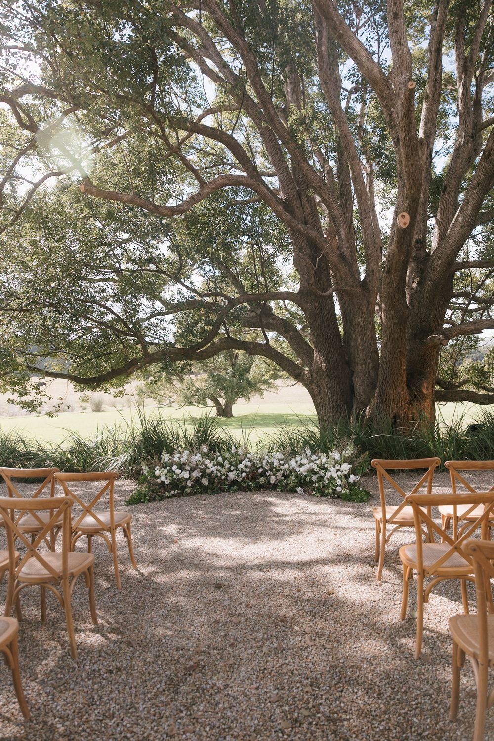 Wooden cross-back chairs arranged in rows under large oak trees for an outdoor wedding ceremony.
