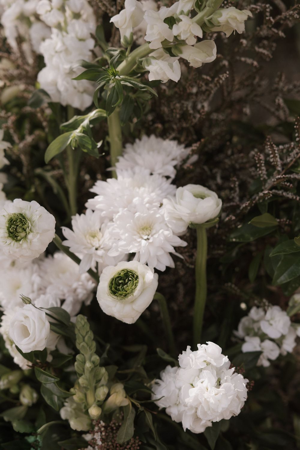 White delphinium flowers bloom in a garden with dark background, showcasing their delicate petals and natural beauty.