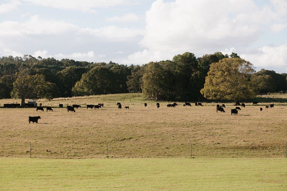 Black cattle graze on rolling green pastures beneath a cloudy sky on a rural farm.