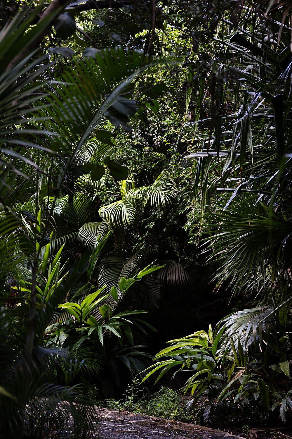 Lush tropical garden pathway surrounded by dense palm fronds and ferns in dramatic lighting.