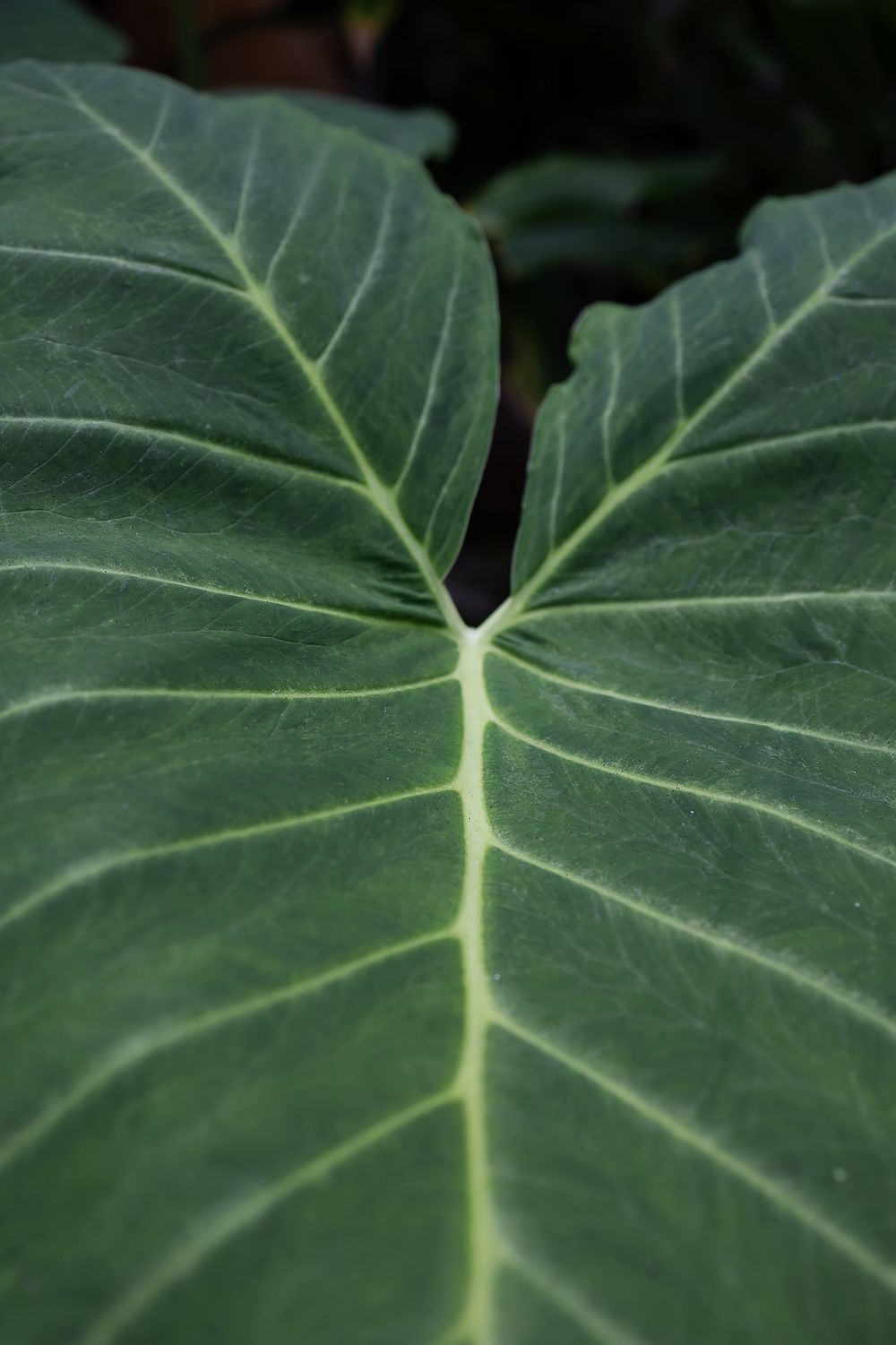 Close-up macro photograph of green elephant ear plant leaf showing detailed white veining pattern and texture.