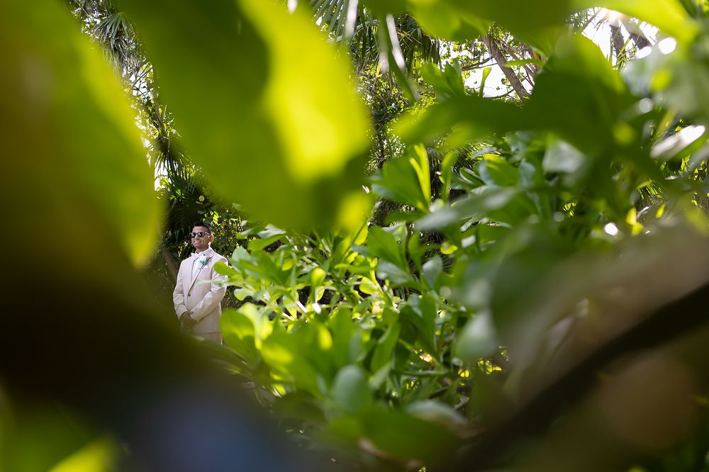 White butterflies flutter among bright green leaves in a garden setting.
