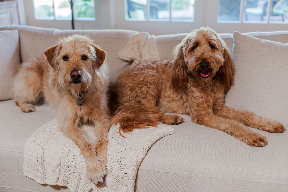 Three goldendoodle dogs with fluffy golden coats lying on a hardwood floor in a row.