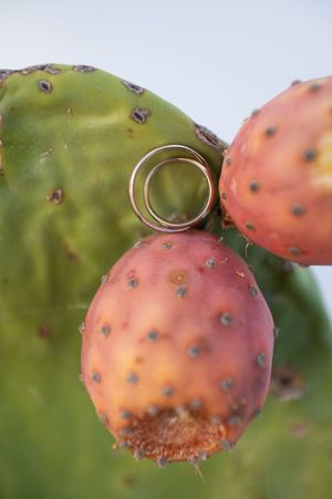 Close-up view of ripe prickly pear cactus fruit with small spines growing on the pink surface against blurred background.