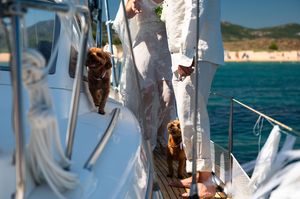Two brown dogs standing on the deck of a white sailboat near a turquoise ocean shore.