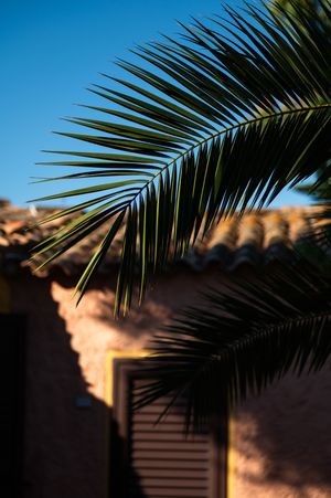 Close-up of a green palm frond against a clear blue sky with a terracotta rooftop building in the background.
