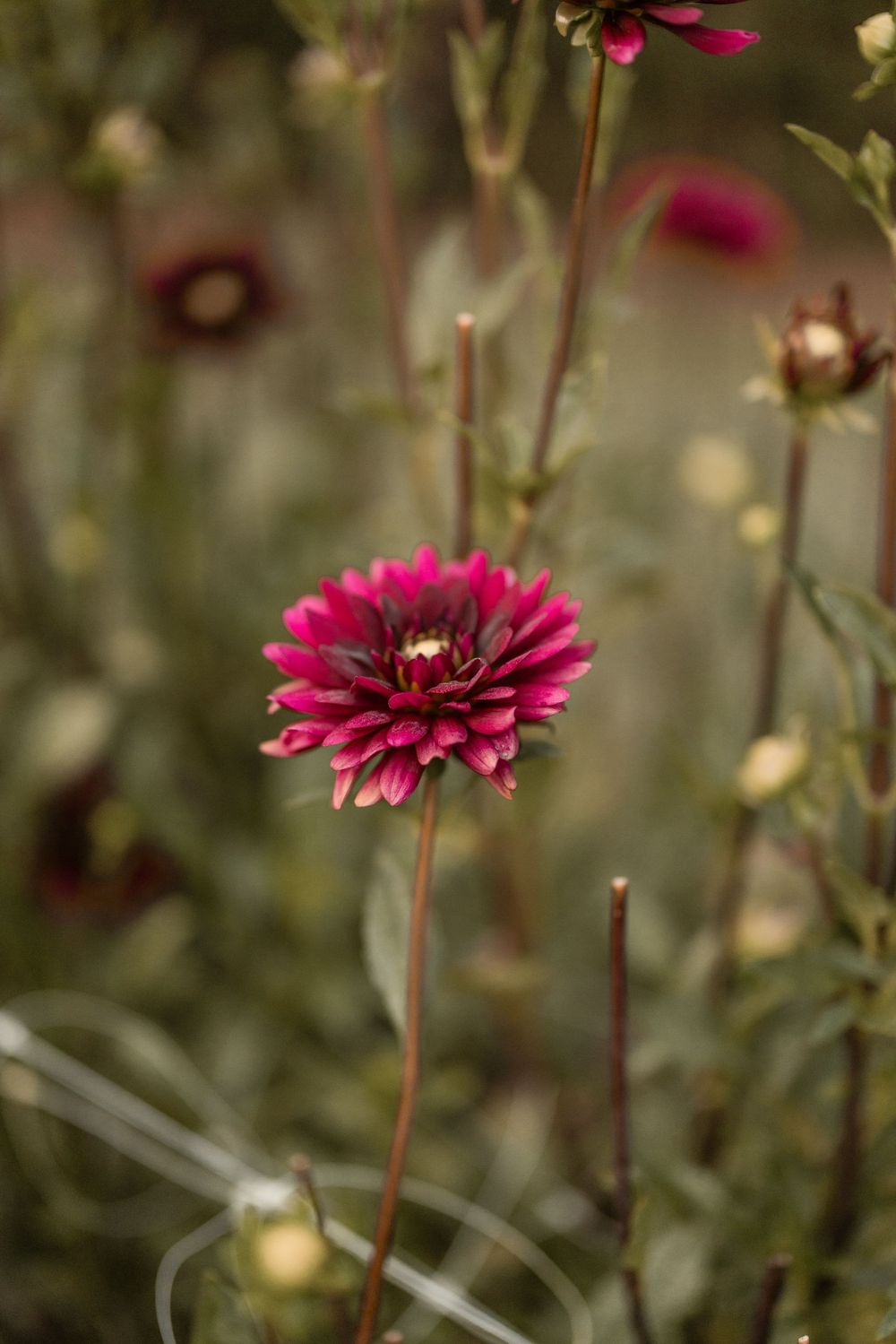 A vibrant magenta dahlia flower in full bloom stands out against a soft blurred garden background.