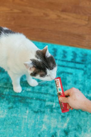 Black and white cat sniffing a red cylindrical object being held by a hand on a teal carpet.