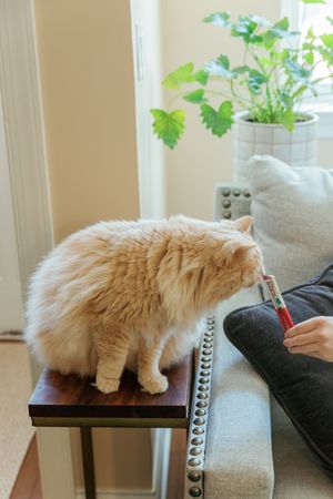 Fluffy cream-colored cat curiously watches owner's hand while perched on arm of gray couch near houseplant.