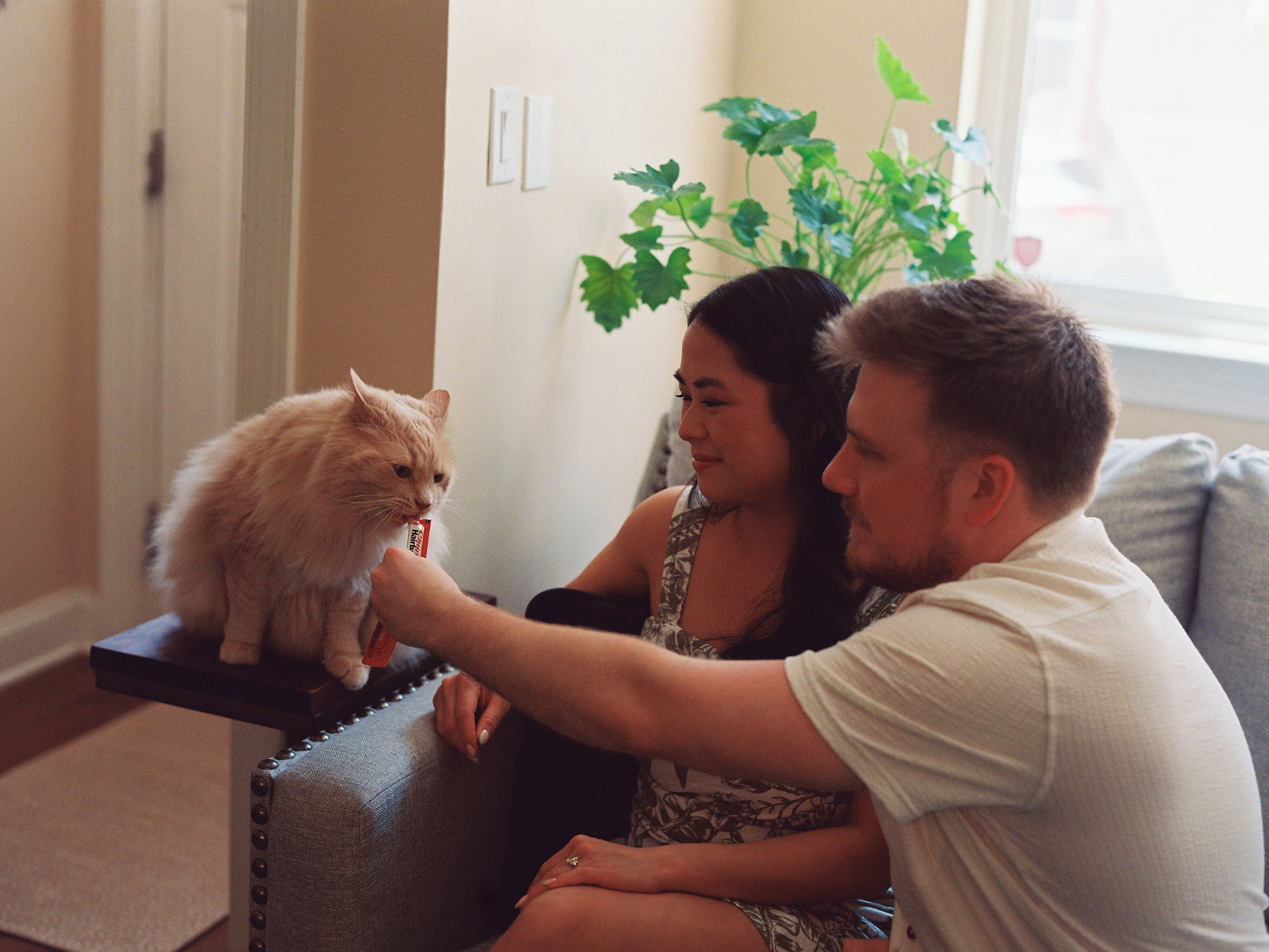 Compilation of photos showing loving interactions between pets and their owners on a couch in a bright living room.