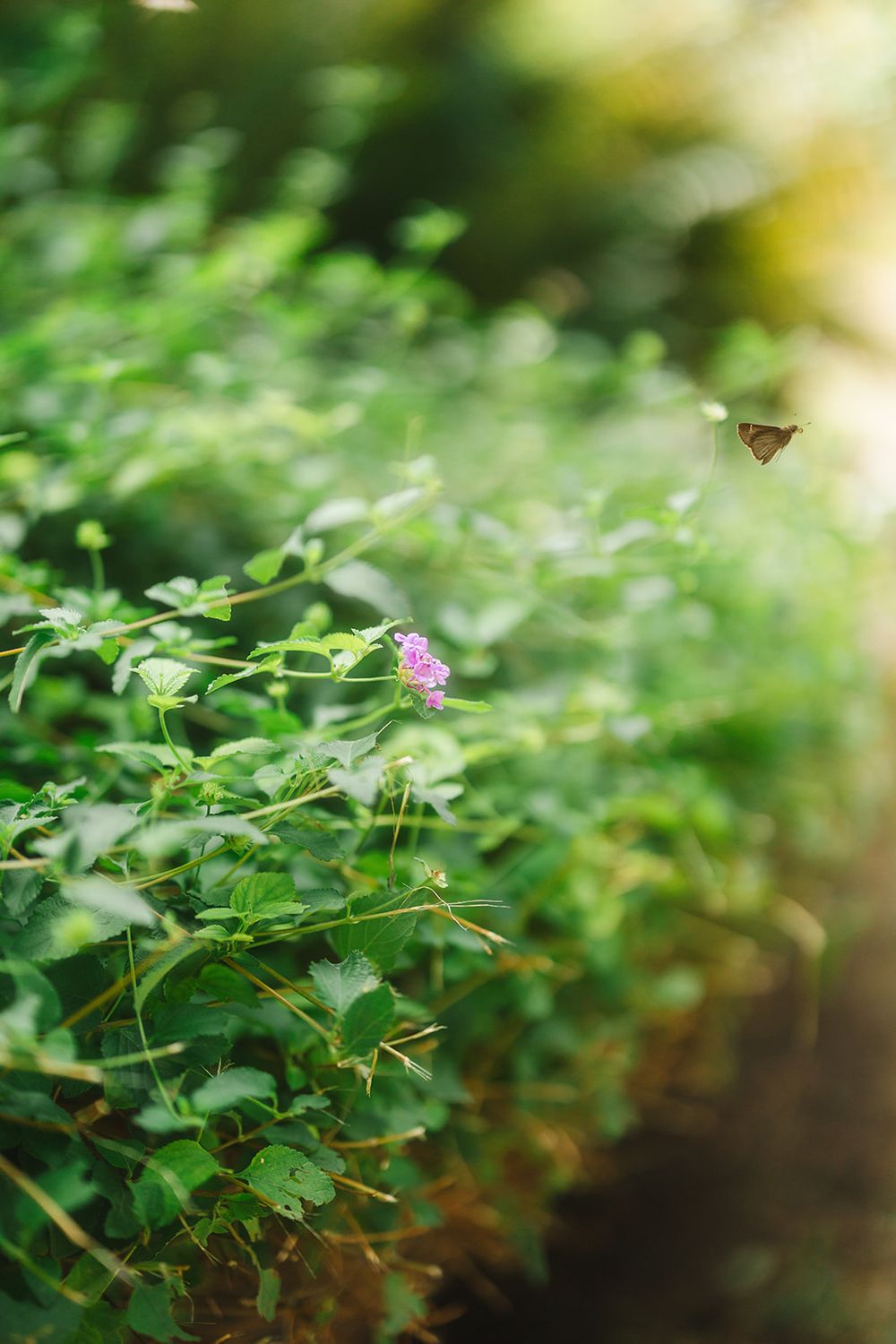 A small butterfly hovers near delicate purple flowers among lush green foliage in a garden setting.