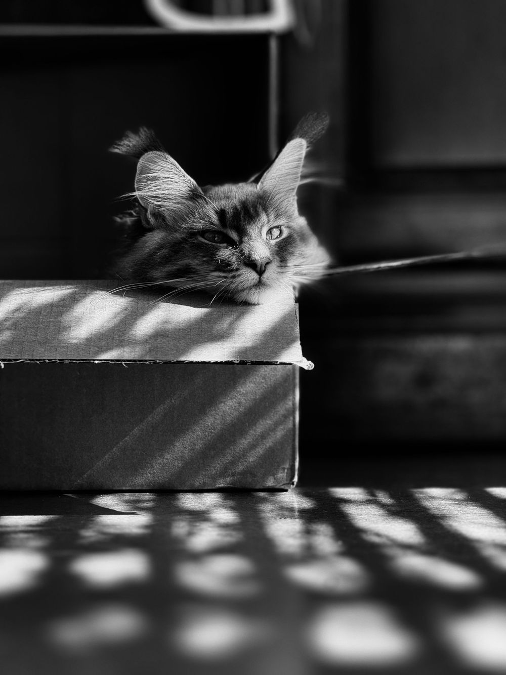 Black and white photograph of sunlight casting dramatic shadows beside a sleeping cat on a flat surface.
